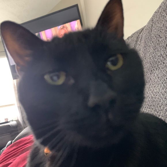 Meet your Posher, Ashley - Picture 2 of 2